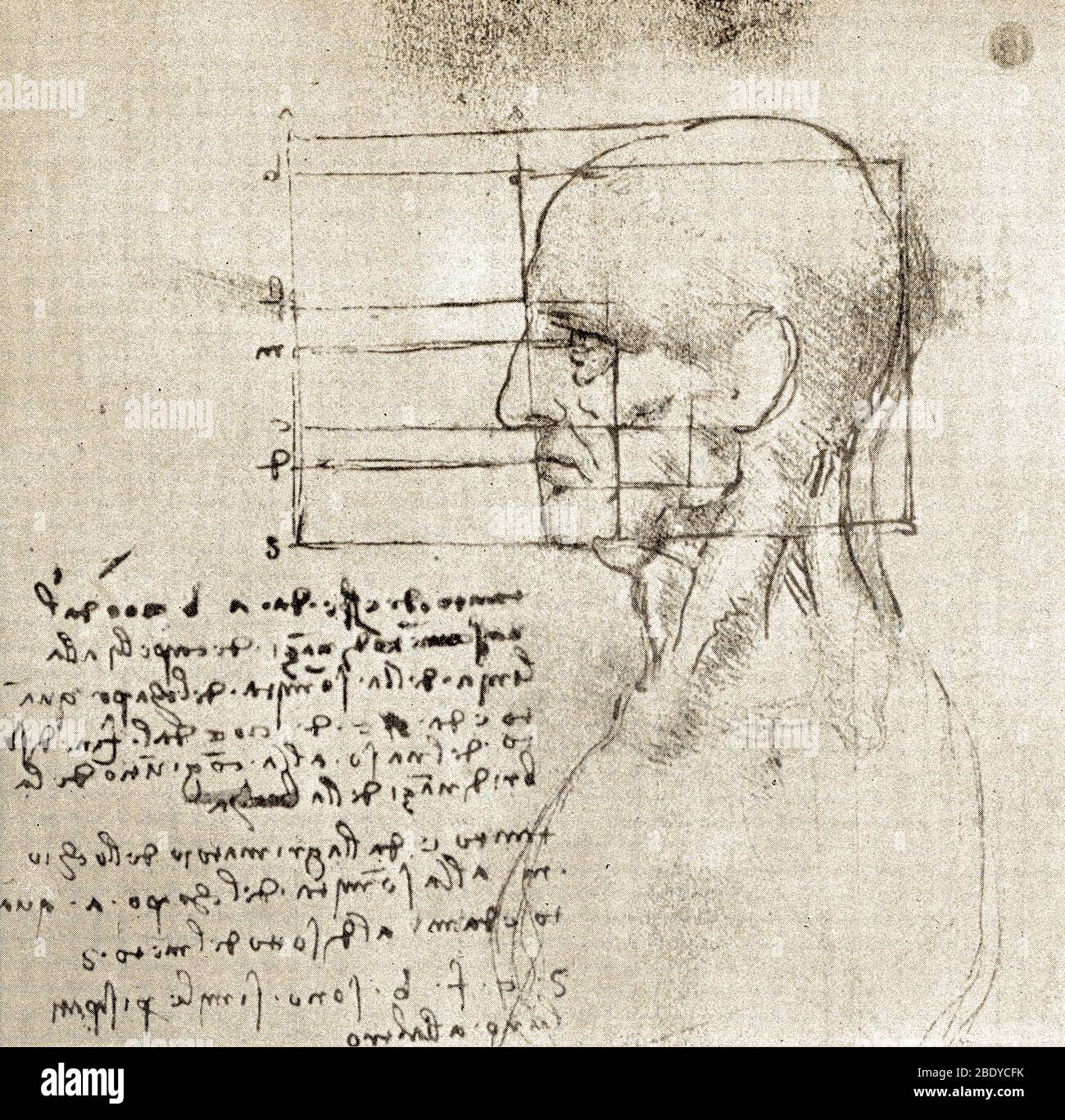 Anatomische Zeichnung von Leonardo da Vinci Stockfoto