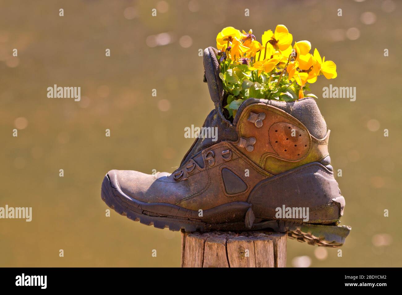 Alter Wanderstiefel mit gelb blühenden Blumen - Stiefmütterchen oder Viola Stockfoto