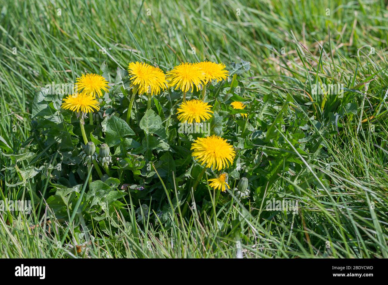 Löwenzahn Taraxacum officinale gelbe Blütenköpfe enthalten 200 Röschen Blätter sind löwenzahn geformt mehrere lange hohle Blütenstiele wachsen von der Basis Stockfoto