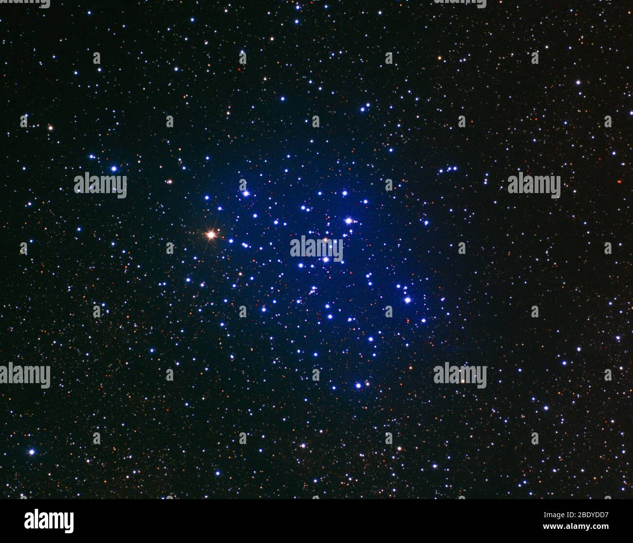 Offener Sternhaufen, M6, NGC 6405 Stockfoto