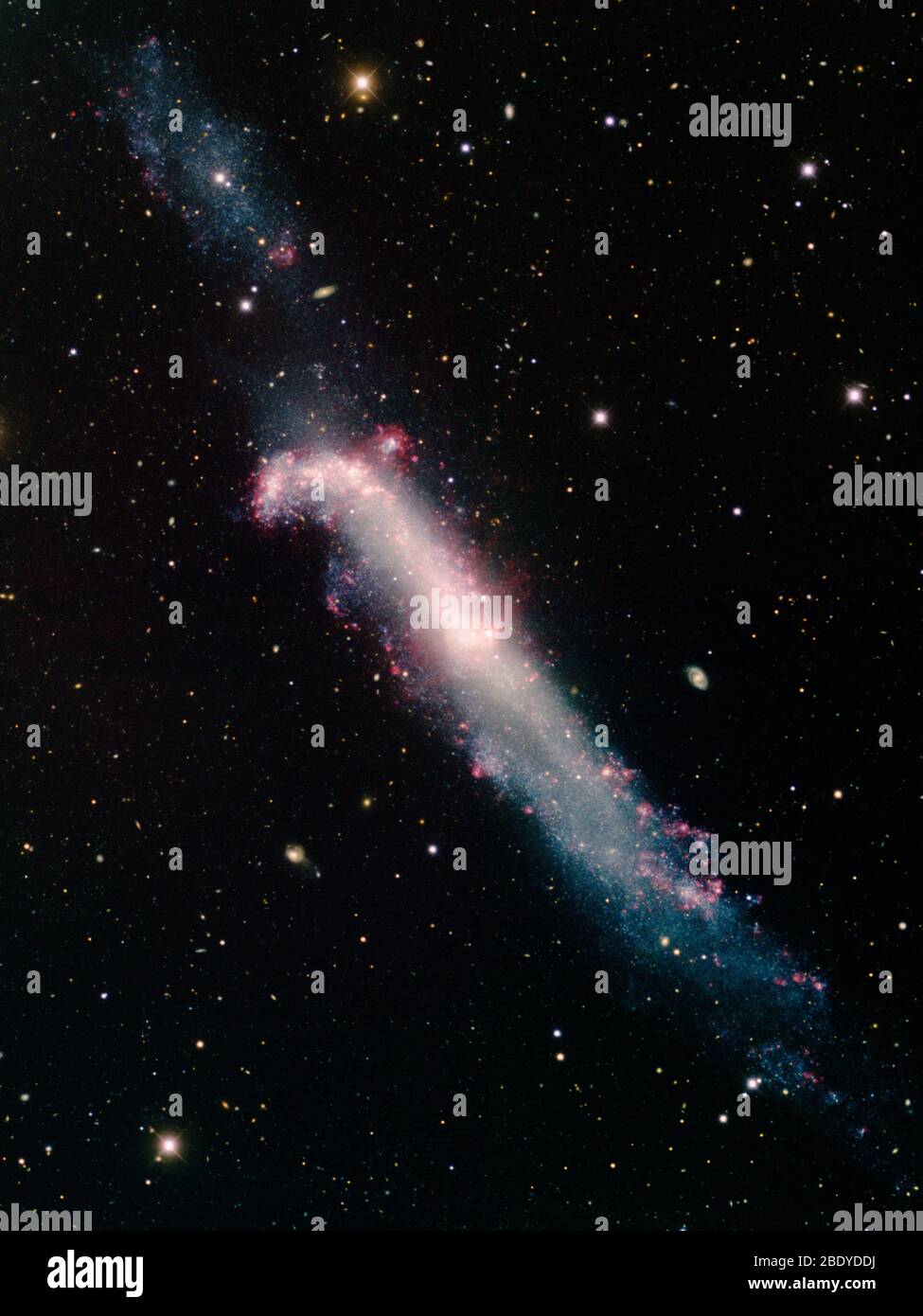 Hockey Stick Galaxy, NGC 4656 Stockfoto
