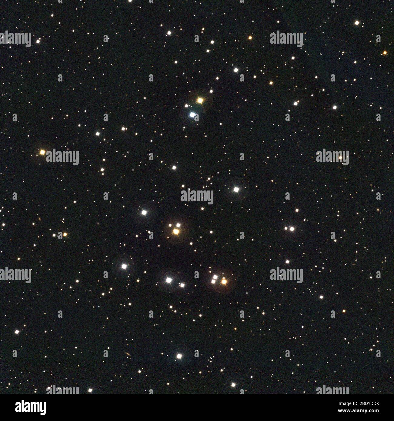 Bienenstock-Haufenhaufen, M44, NGC 2632, Cr 189 Stockfoto