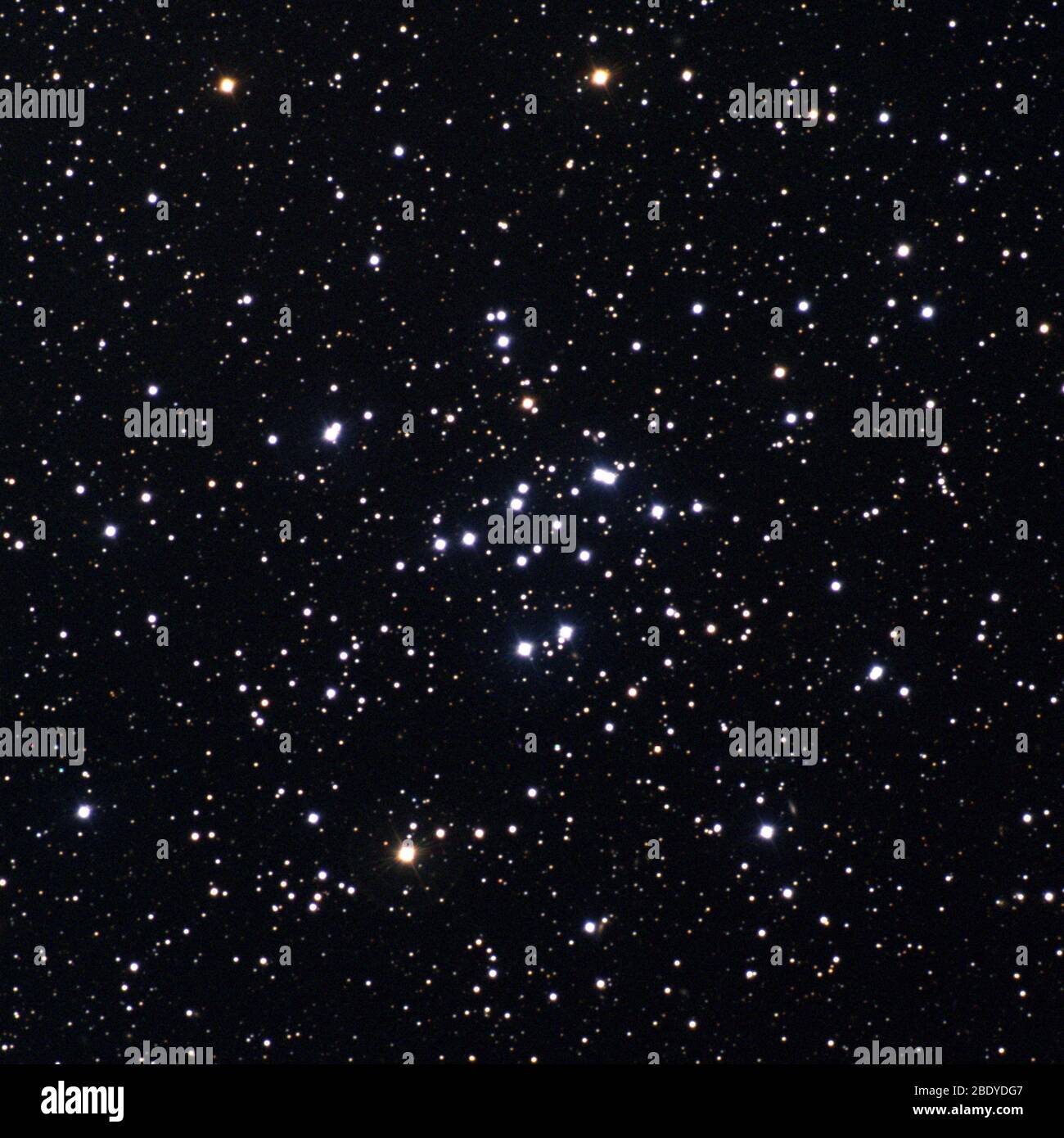 Offener Sternhaufen, M34, NGC 1039 Stockfoto