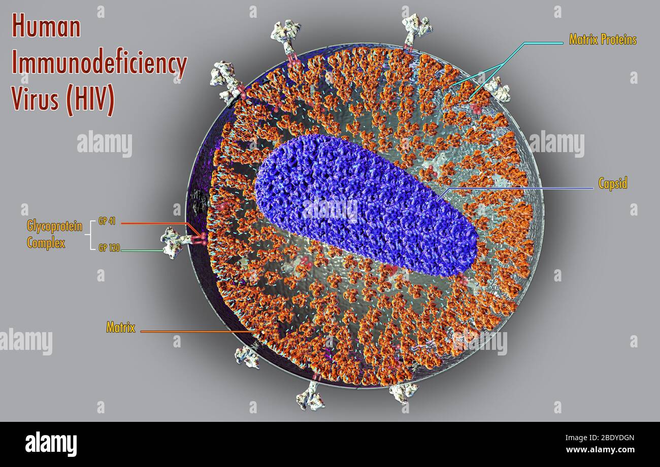 HIV-Struktur, Illustration Stockfoto