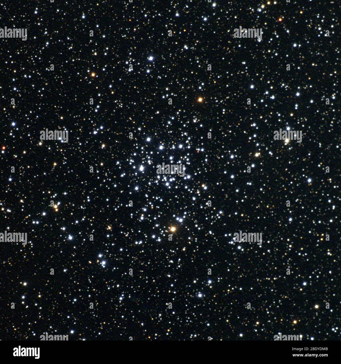 Offener Sternhaufen, M50, NGC 2323 Stockfoto