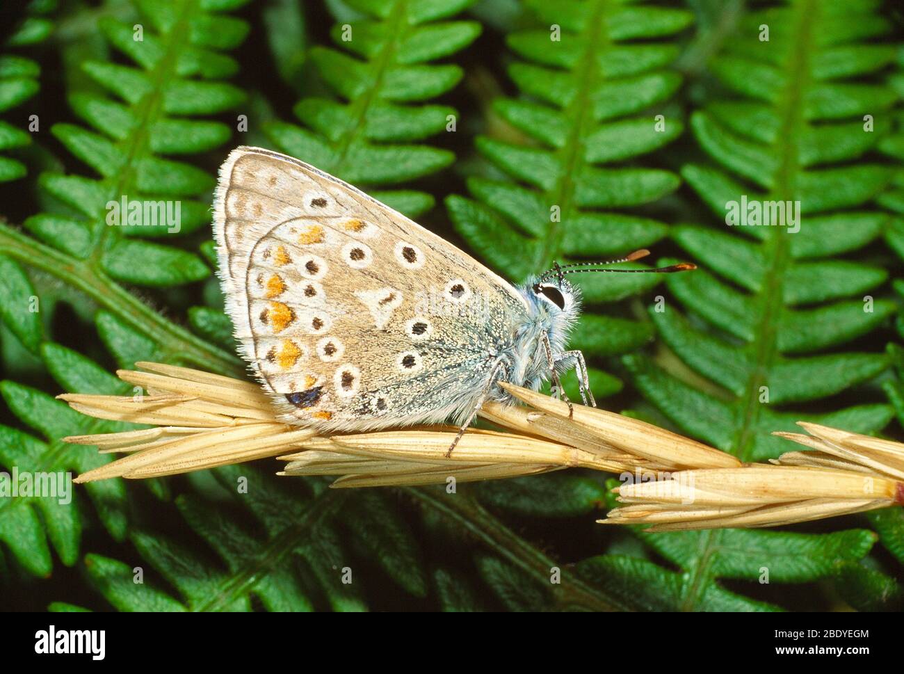 Guernsey. Wildtiere. Insekten. Gewöhnlicher blauer Schmetterling. (Polyommatus icarus). Stockfoto