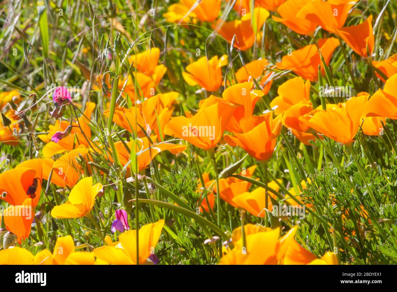 Kalifornischer Mohn (Eschscholzia californica). Stockfoto