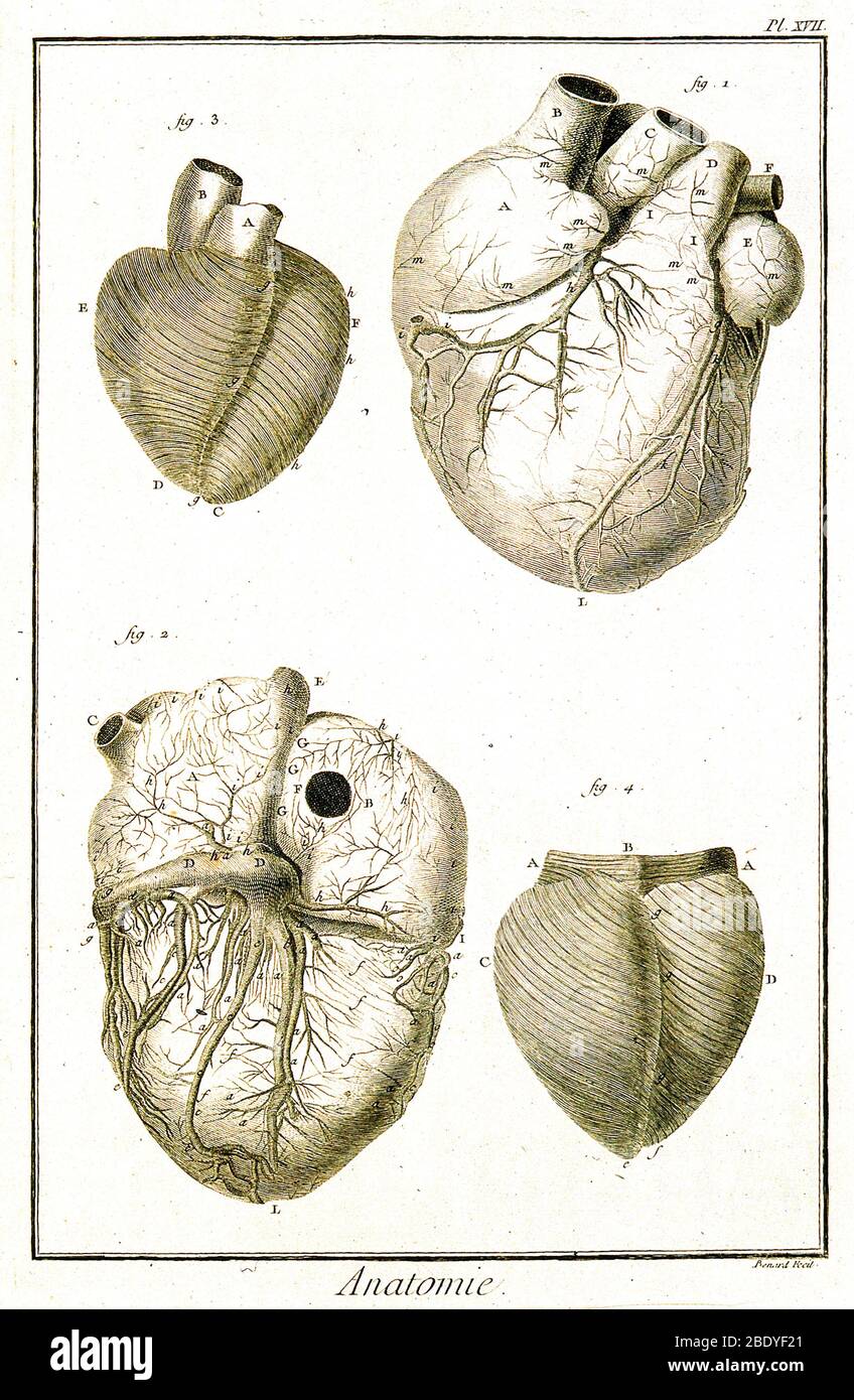 Herz- und Muskelfasern, 18. Jahrhundert Stockfoto