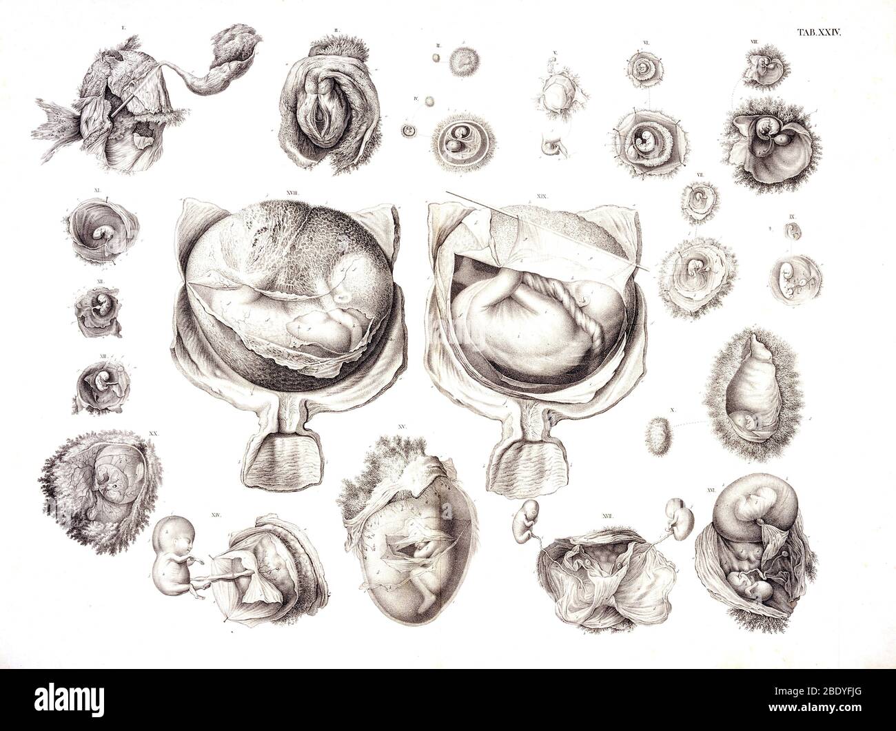 Entwicklung des Fötus, c. 1840 Stockfoto