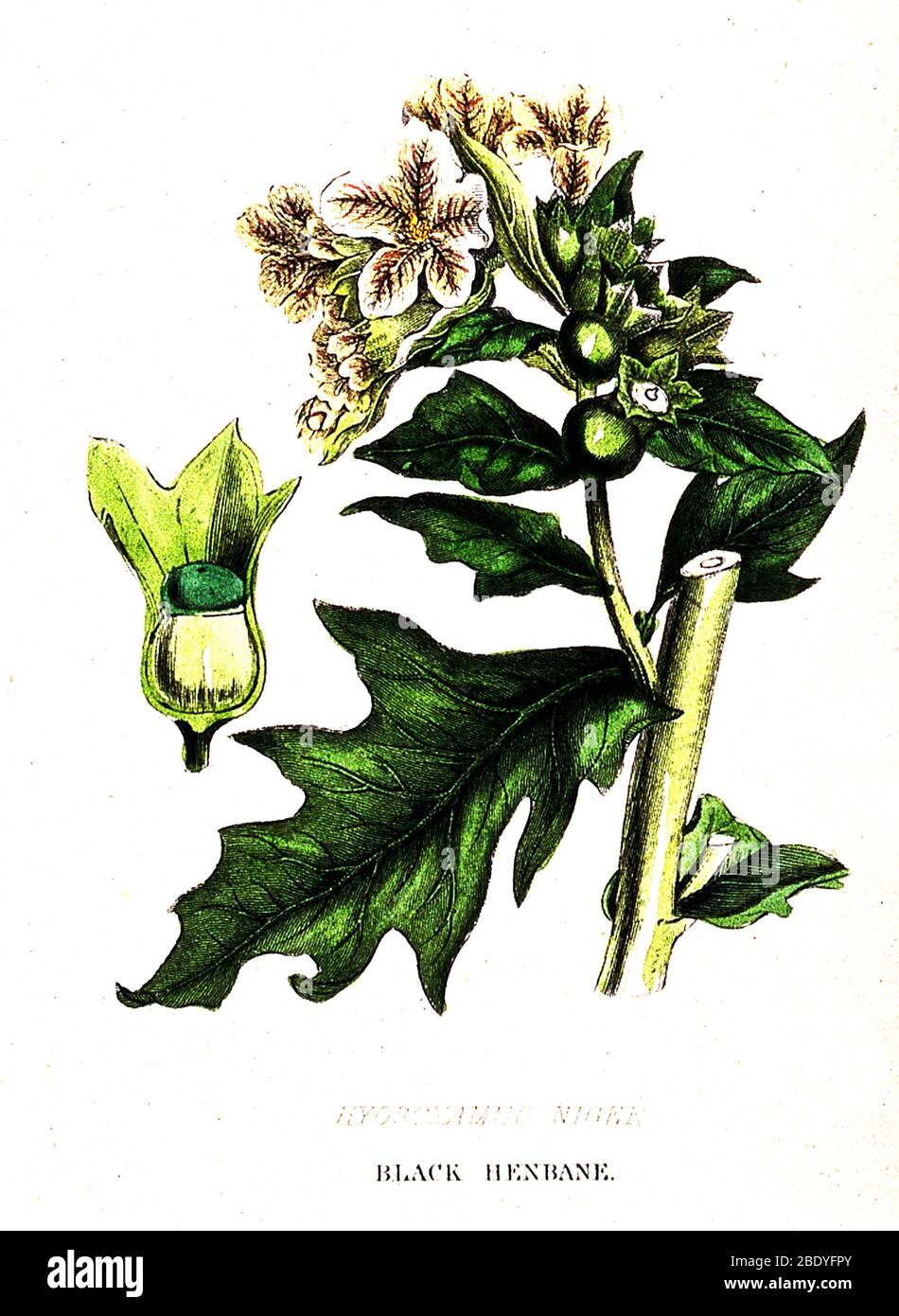 Illustration von Black Henbane, Hyoscyamus niger Stockfoto