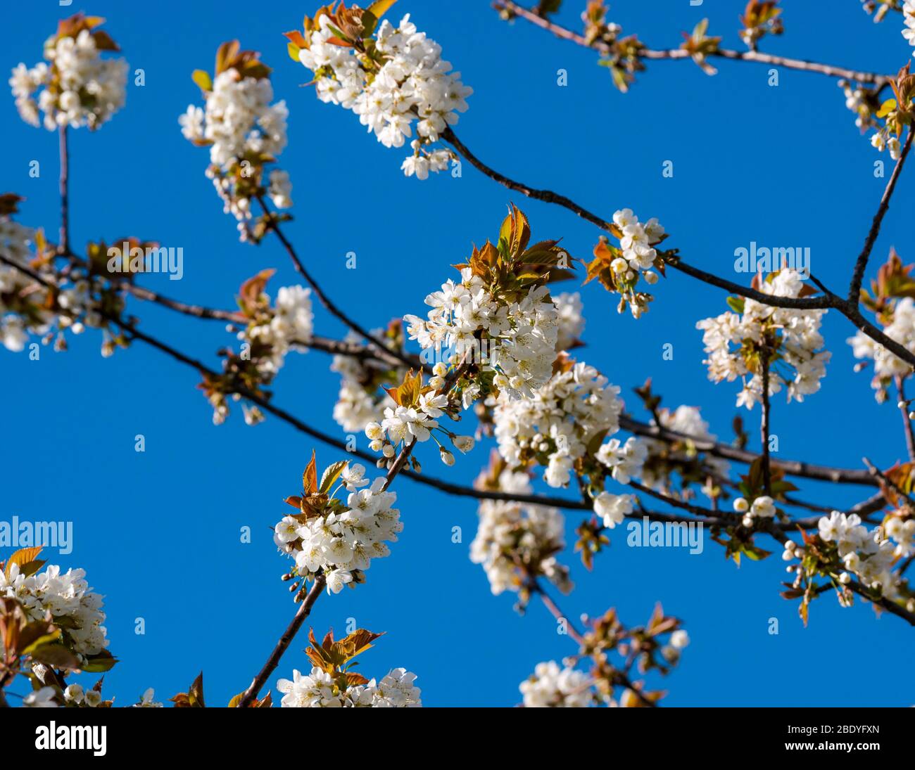 Nahaufnahme des weißen Kirschbaums Frühlingsblüte vor tiefblauem Himmel, Schottland, Großbritannien Stockfoto