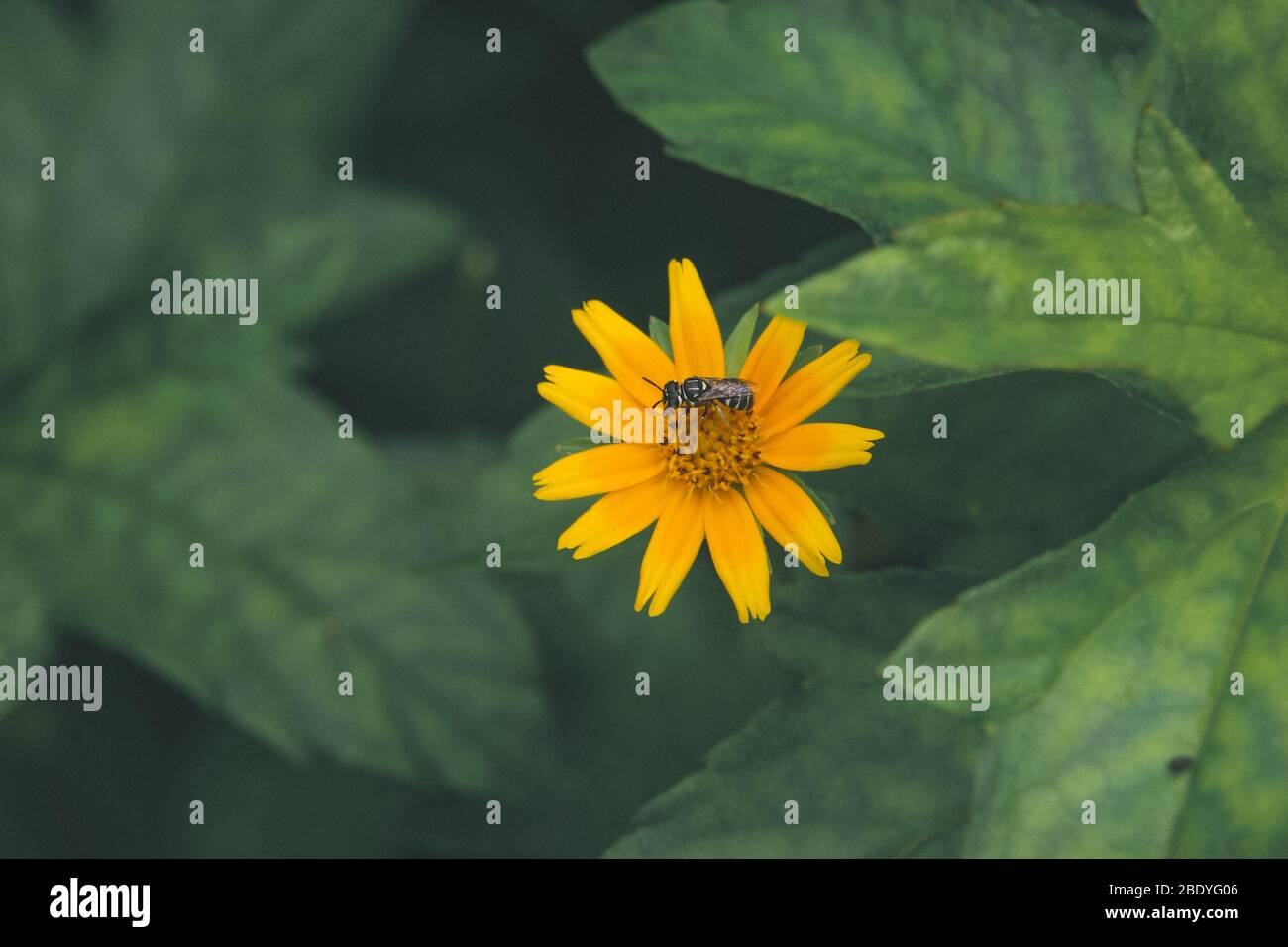 Eine Biene, die auf einer Blume im Garten sitzt Stockfoto