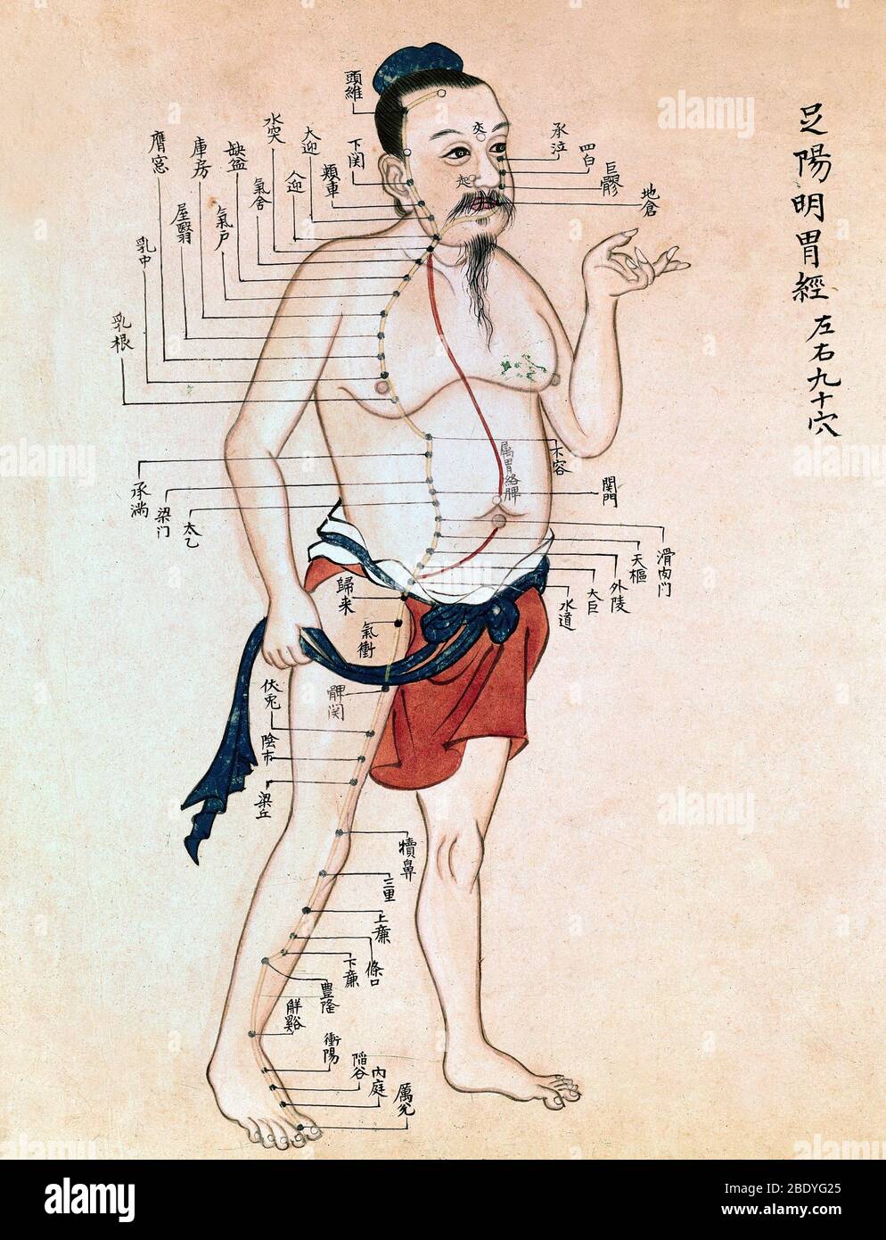 Chinesische Akupunktur-Diagramm, 18. Jahrhundert Stockfoto