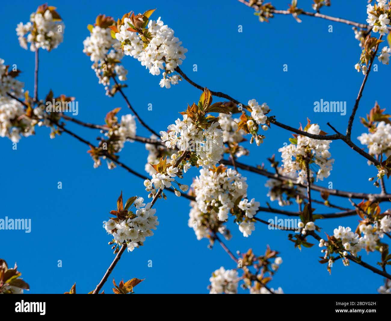 Nahaufnahme des weißen Kirschbaums Frühlingsblüte vor tiefblauem Himmel, Schottland, Großbritannien Stockfoto