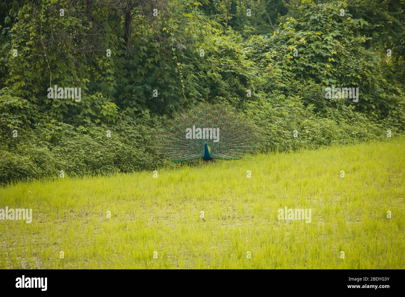 Ein Pfau zeigt alle seine Federn in einem Bauernhof. Stockfoto