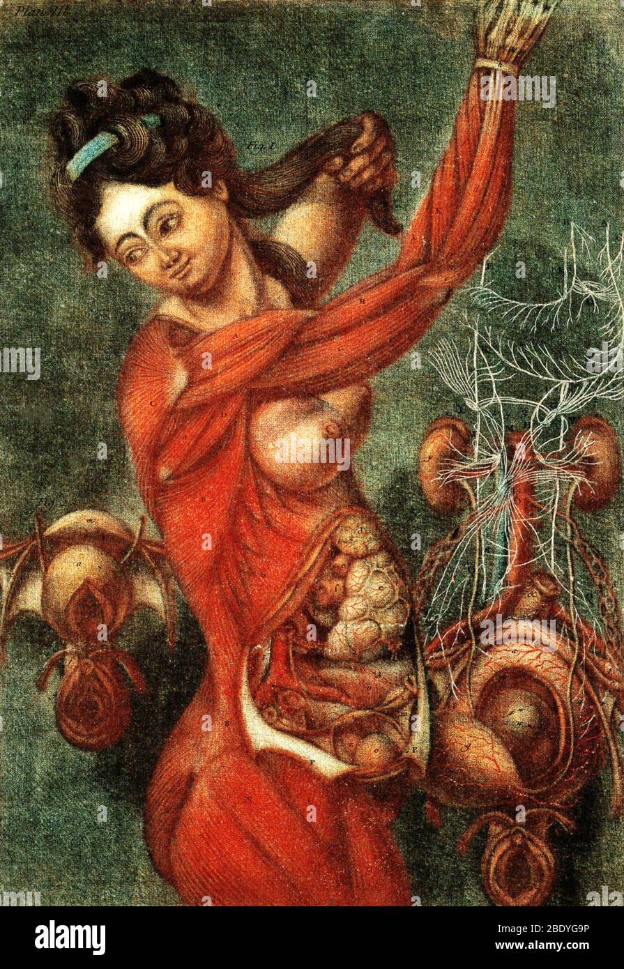 Anatomische Dissektion, Illustration des 18. Jahrhunderts Stockfoto