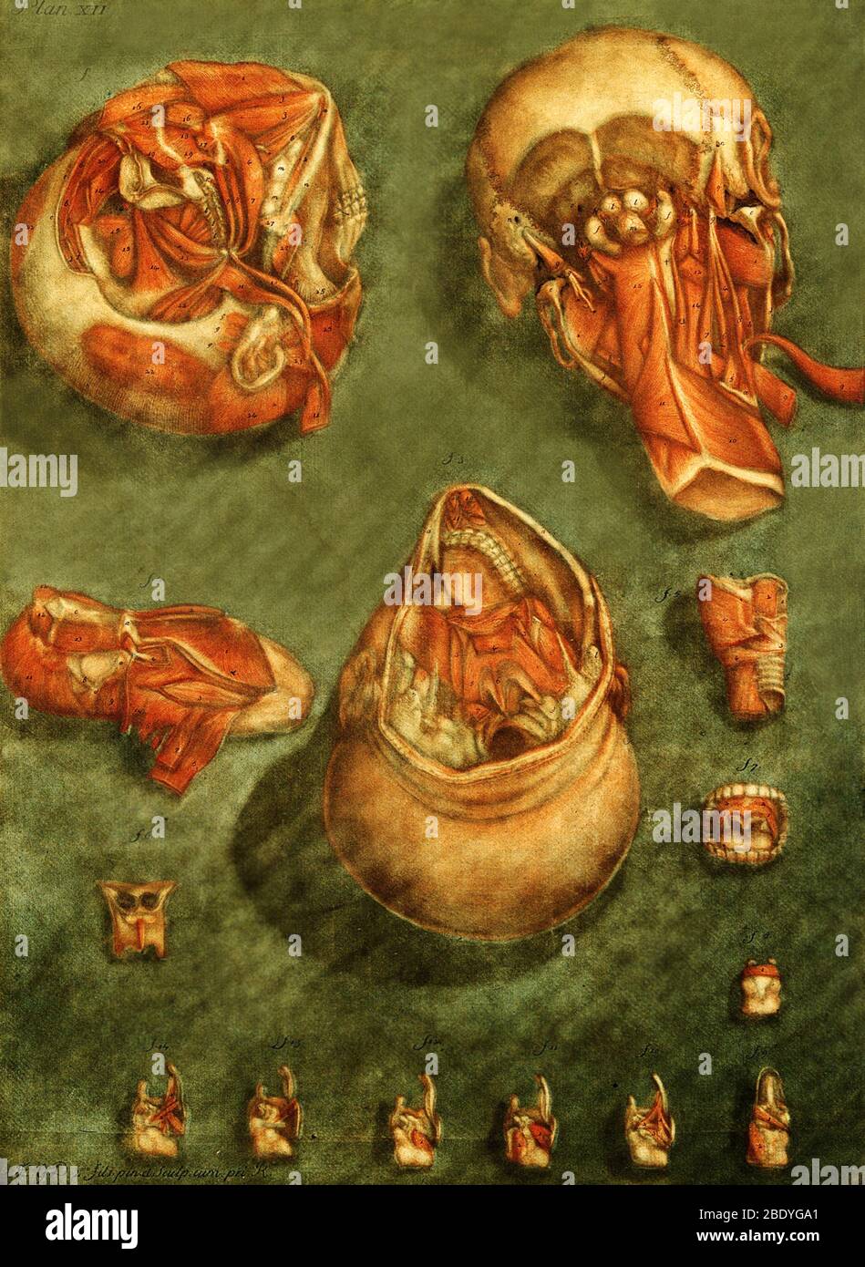 Anatomische Dissektion, Illustration des 18. Jahrhunderts Stockfoto
