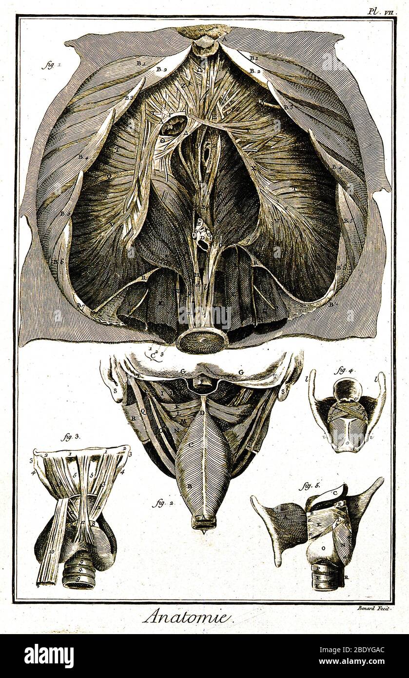 Zwerchfell, Rachen und Kehlkopf, 18. Jahrhundert Stockfoto