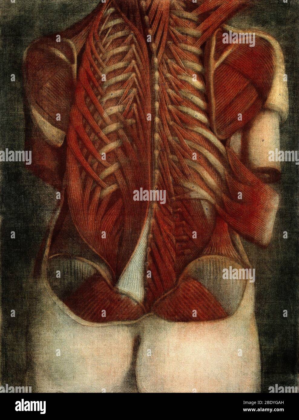 Anatomische Dissektion, Illustration des 18. Jahrhunderts Stockfoto