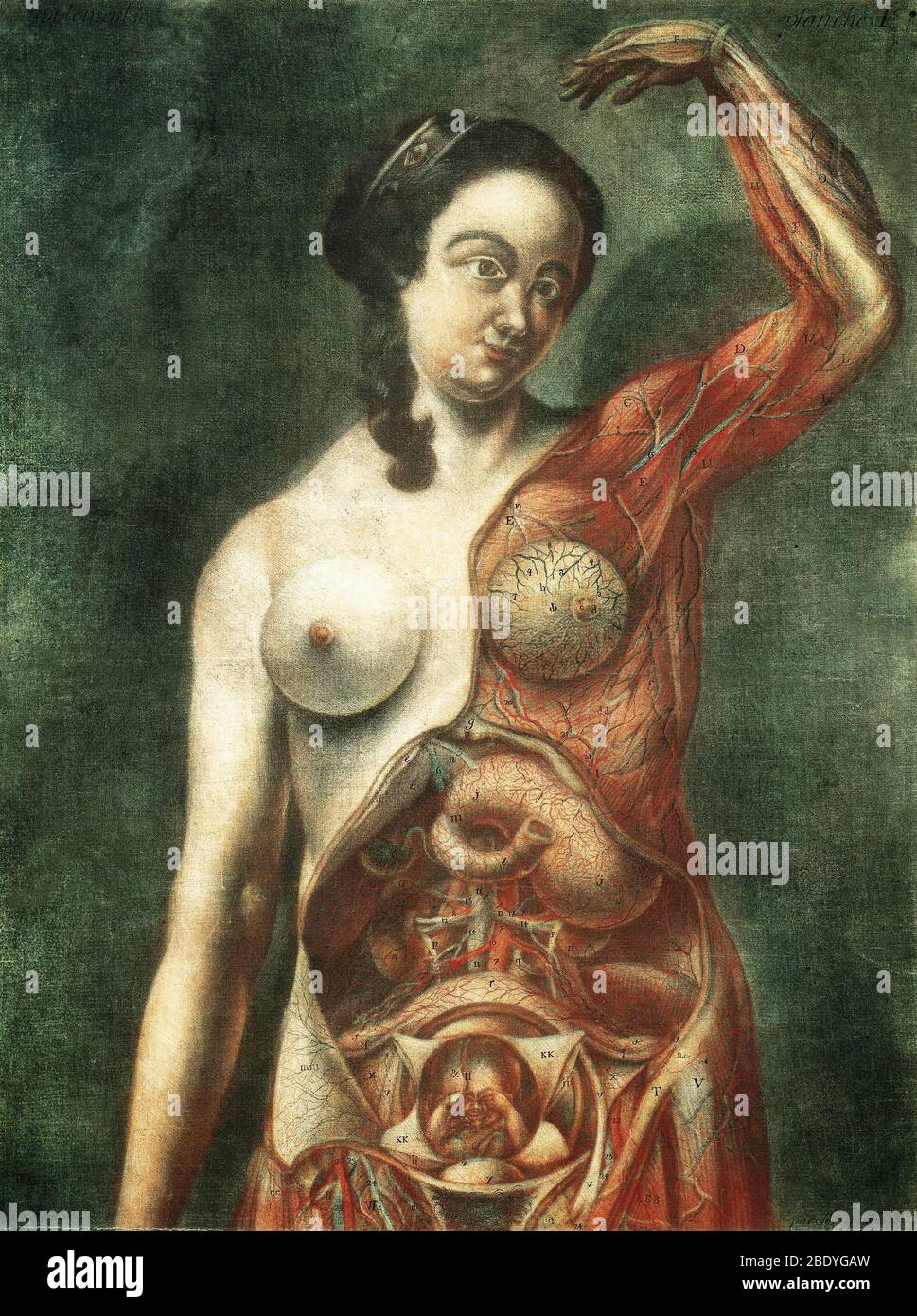 Anatomische Dissektion, Illustration des 18. Jahrhunderts Stockfoto