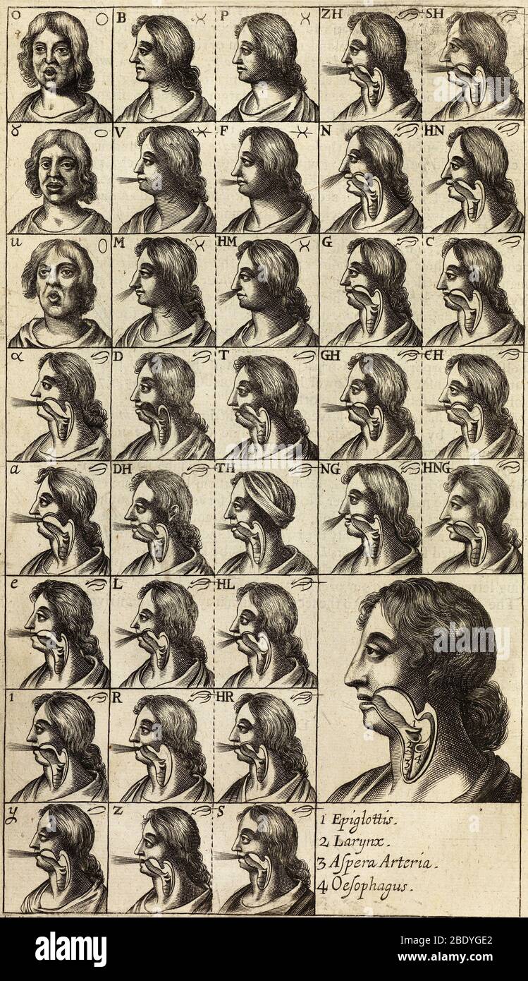 Kehlkopf während der Aussprache von Buchstaben, 1668 Stockfoto
