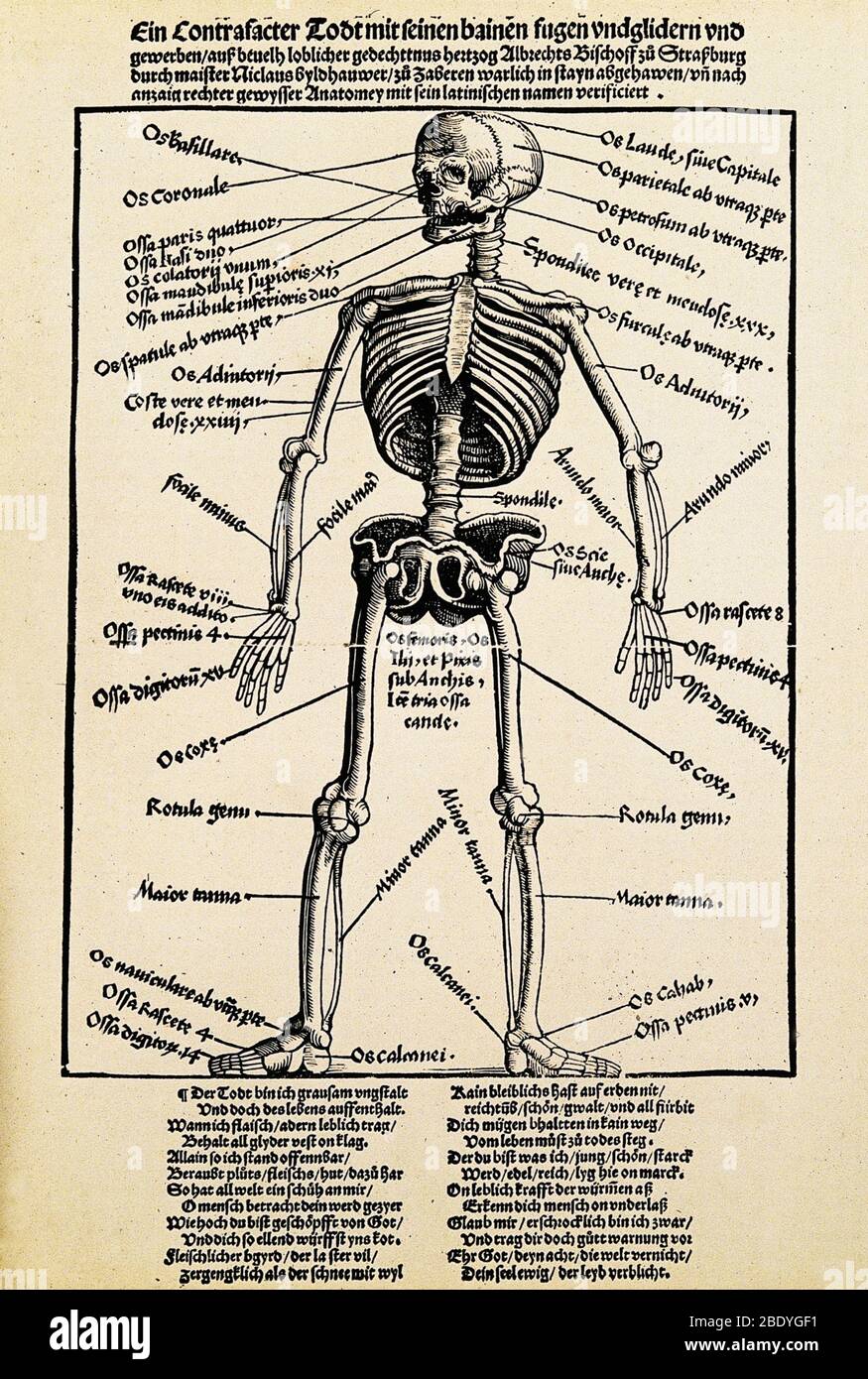 Menschliches Skelett Mit Beschrifteter Anatomie Fotos Und