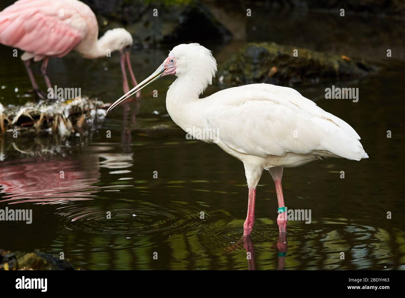 Roseate Löffelschnäpfe (Platalea ajaja) Stockfoto