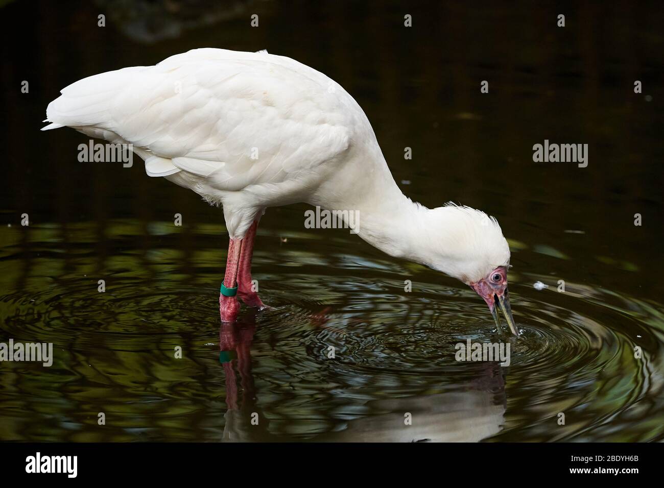 Roseat Löffler auf der Suche nach Nahrung ( Platalea ajaja ) Stockfoto