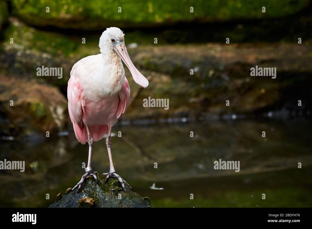 Roseat Löffler auf einem Felsen sitzen ( Platalea ajaja ) Stockfoto