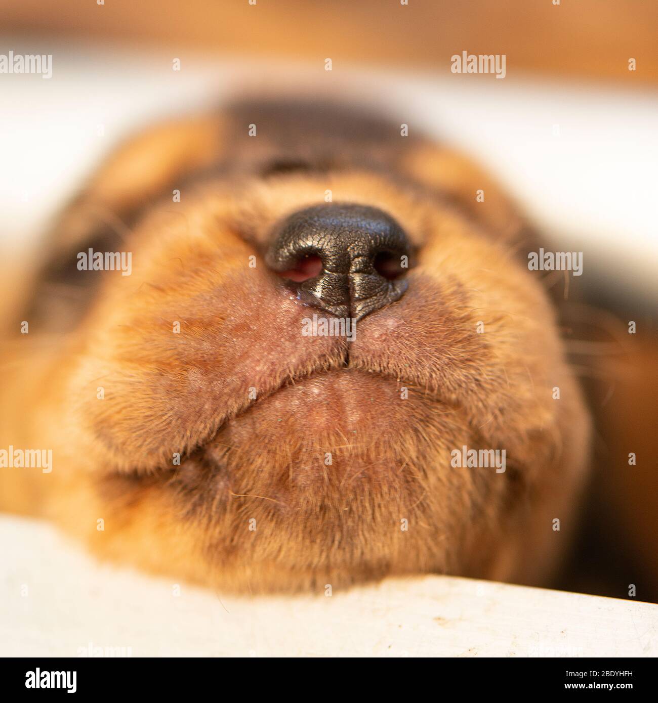 Bloodhound Welpen Stockfoto