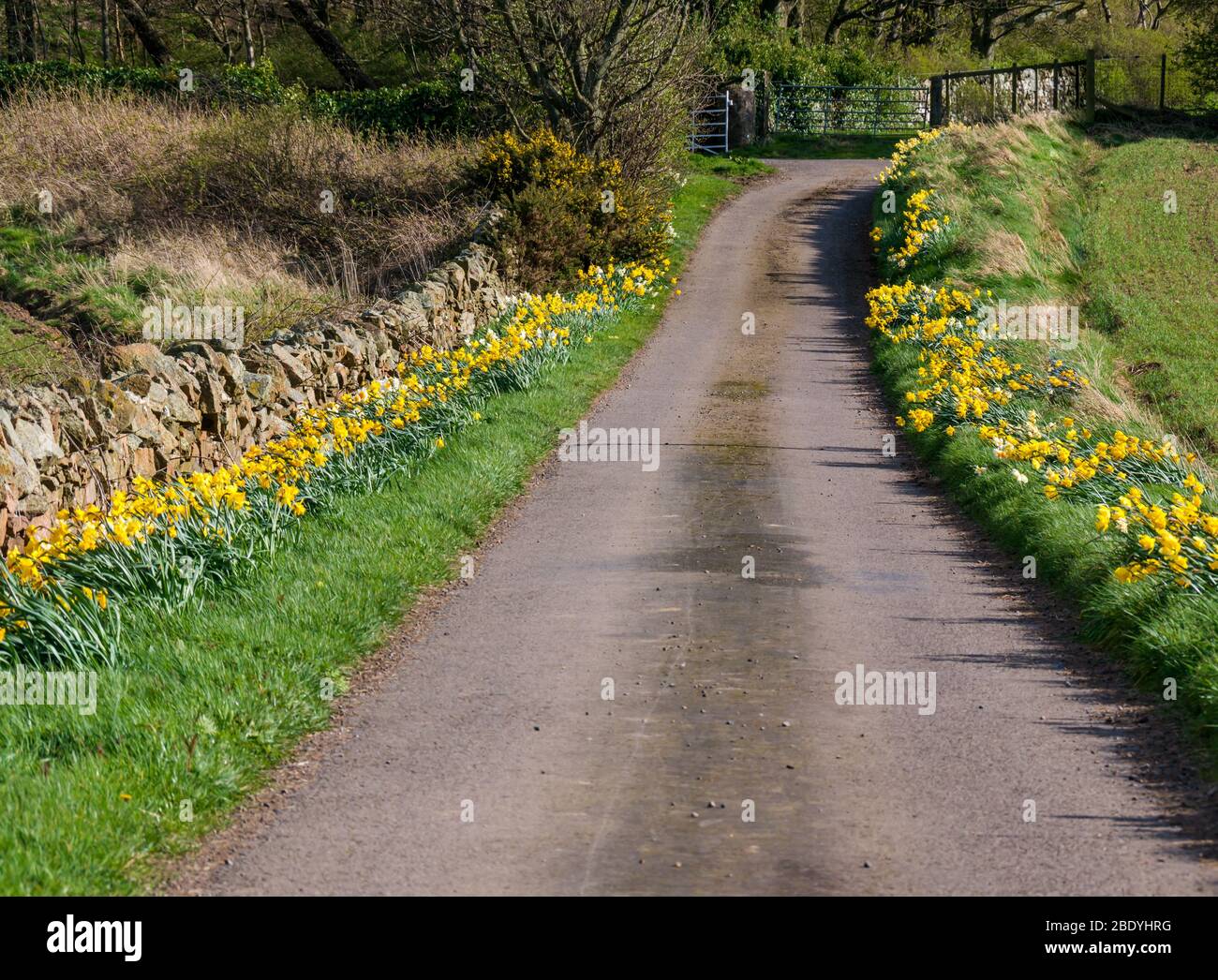 Landstraße mit gelben Narzissen gesäumt, East Lothian, Schottland, Großbritannien Stockfoto