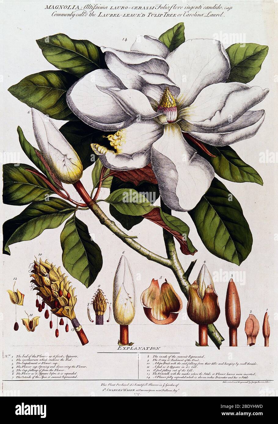 Magnolienblüte, Früchte und Samen, 1737 Stockfoto