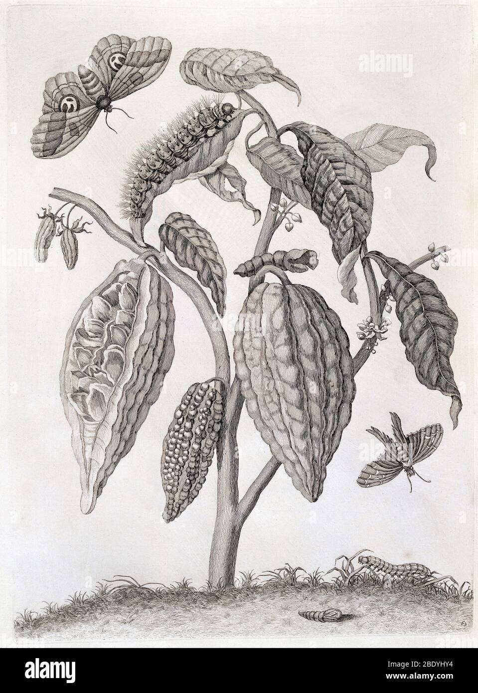 Kakao-Pflanze, Raupe, Schmetterlinge, 1705 Stockfoto