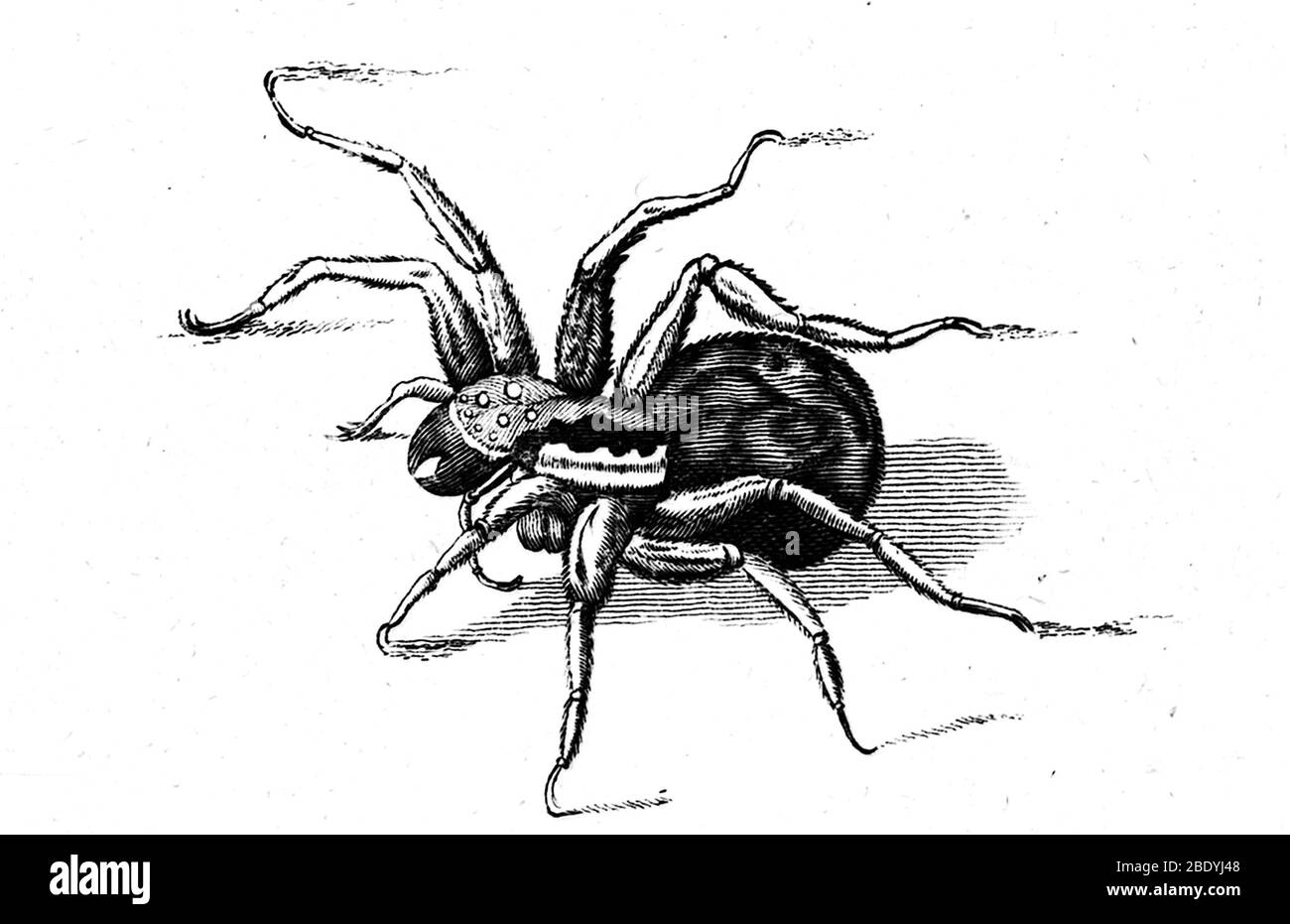 Tarantula, Historische Gravur Stockfoto