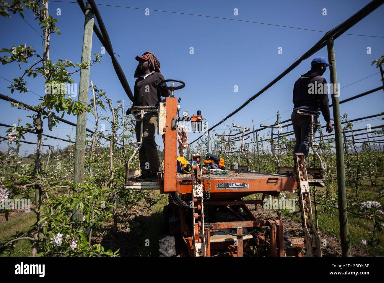 Die Krise von Covid-19 hat die Agrarindustrie getroffen, hauptsächlich Arbeiter, Unternehmen nutzen die ERTE (Temporary Employment Regulation File), einige der Festangestellten werden auf die Felder verlegt und andere müssen arbeitslos sein. Im Obstsektor ist die Sorge über den Mangel an Transport und Nachfrage, wodurch die Bestände, die erzeugt werden, zu verderben, die wirtschaftlichen Verluste können katastrophal sein. Stockfoto