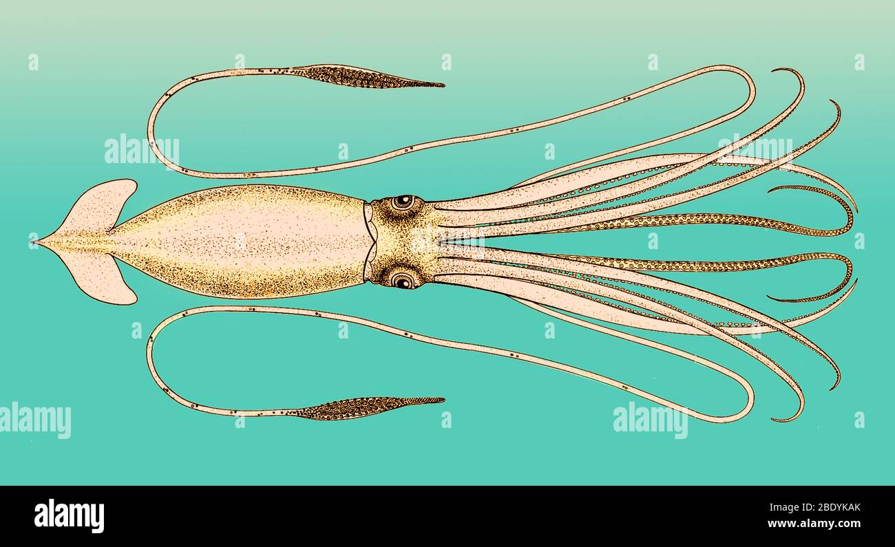 A. E. Verills Riesenschwadron, Architeuthis, 1880 Stockfoto