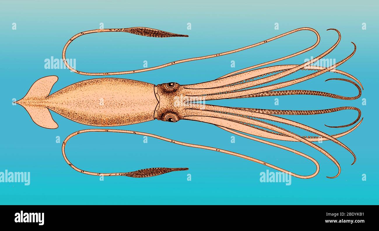 A. E. Verills Riesenschwadron, Architeuthis, 1880 Stockfoto