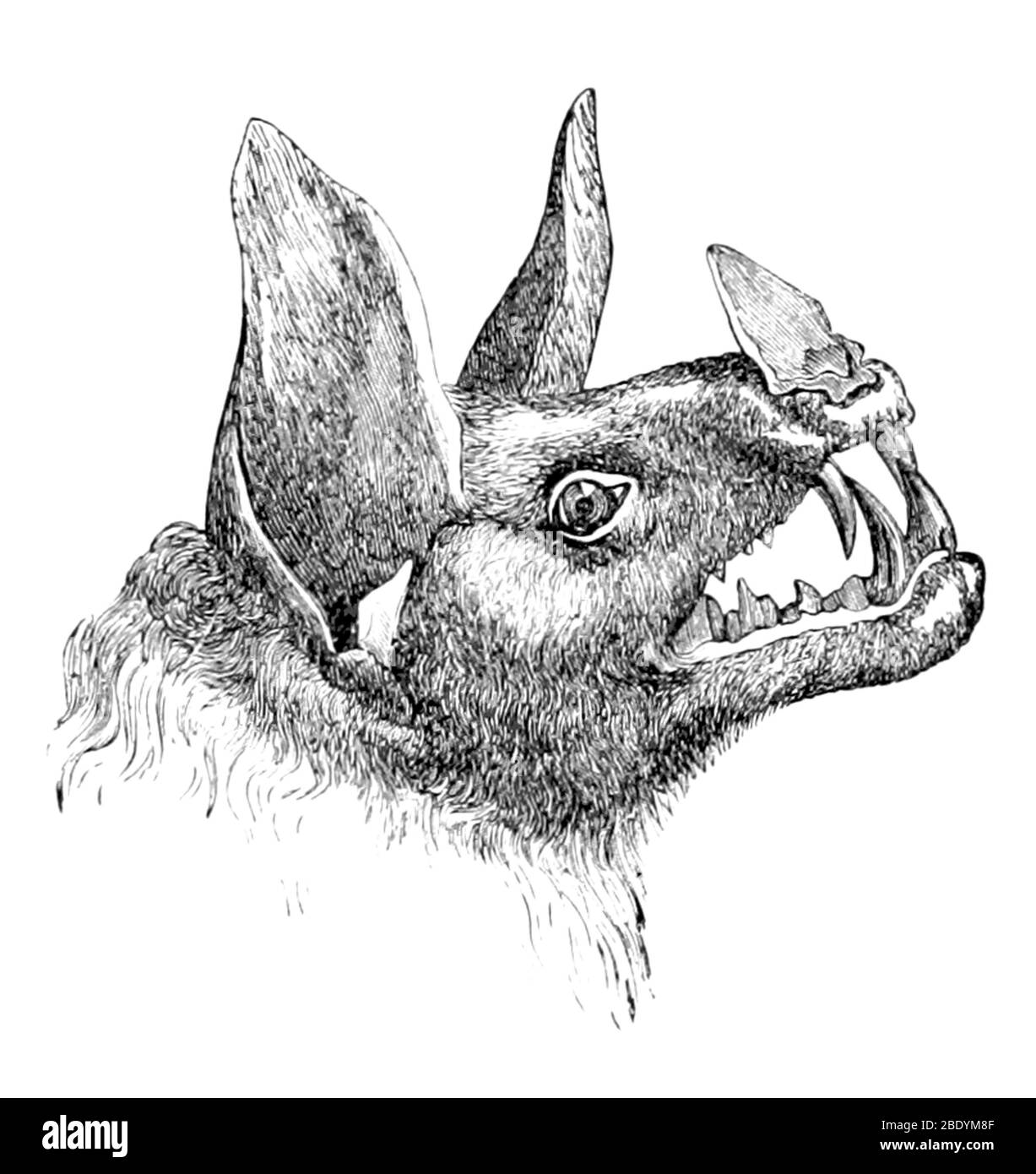 Vampire Bat, 1879 Stockfoto