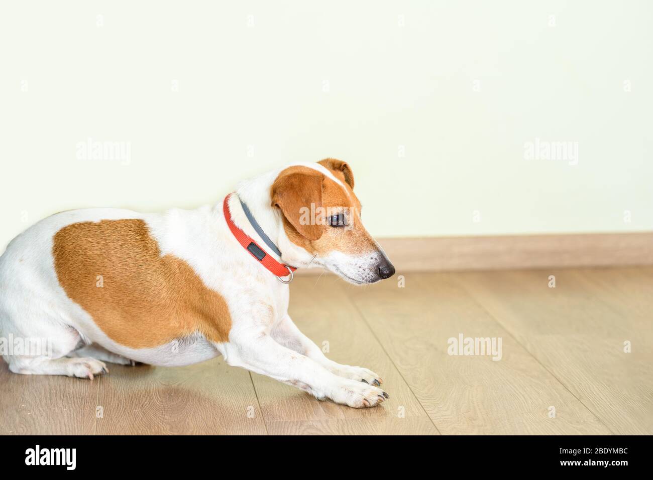 Grundbefehl „Leg Down“ Für Den Welpen. Jack Russell Terrier Training. Stockfoto