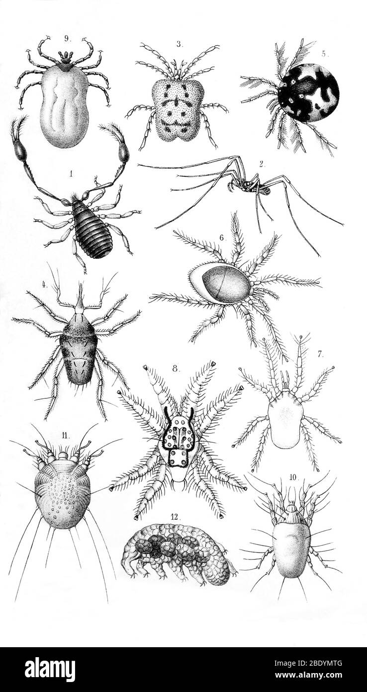 Milben und Zecken Stockfoto