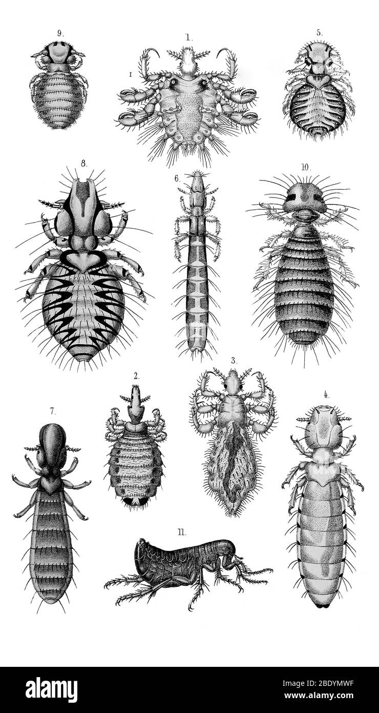 Läuse und ein Floh Stockfoto