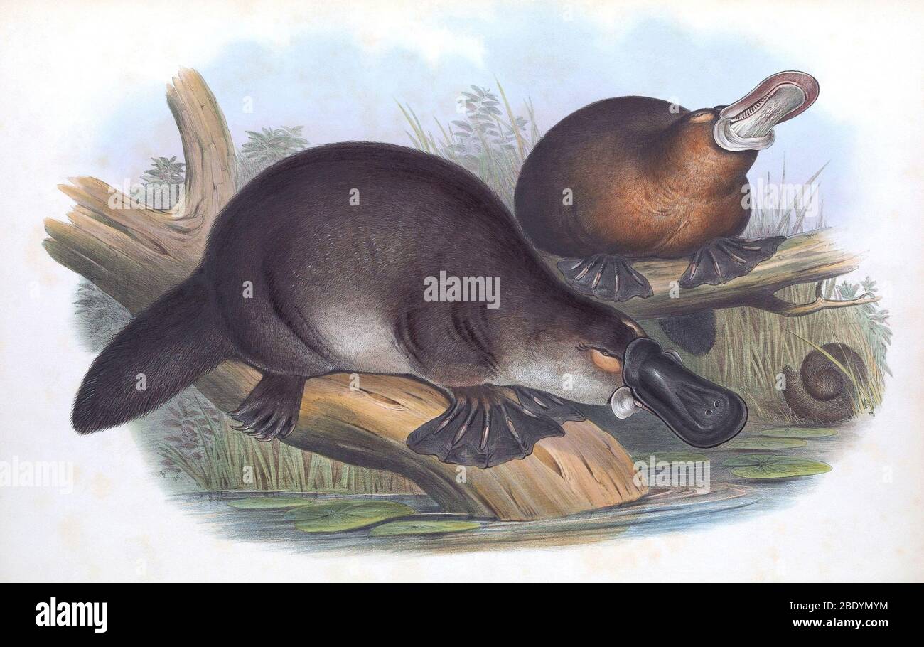 Ente – abgerechnet Platypus Stockfoto