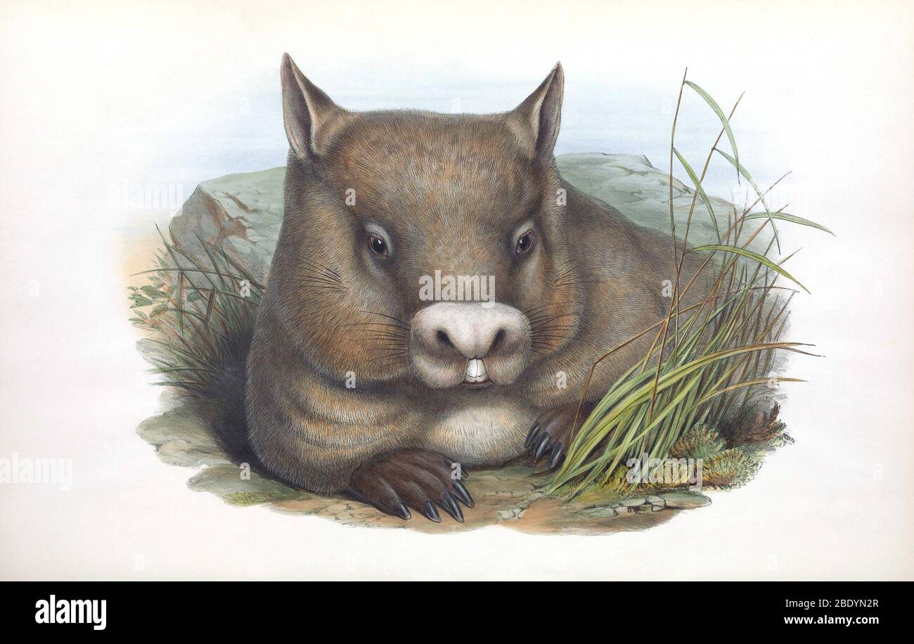 Haarnasiger Wombat Stockfoto