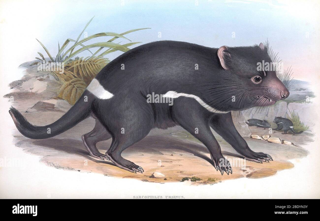 Tasmanischer Teufel Stockfoto