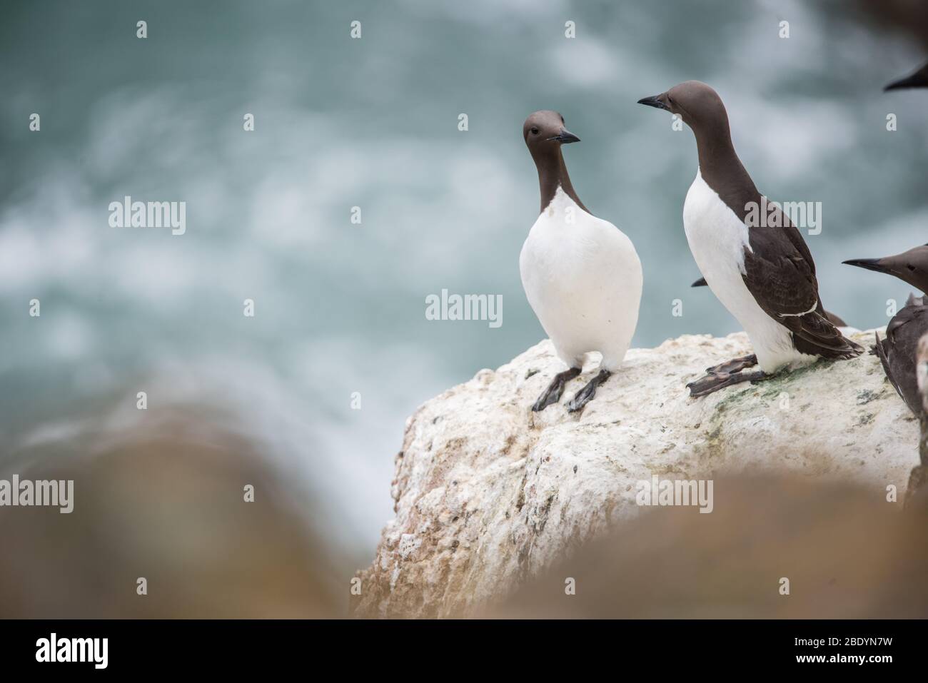Salty Island - Tiere Stockfoto