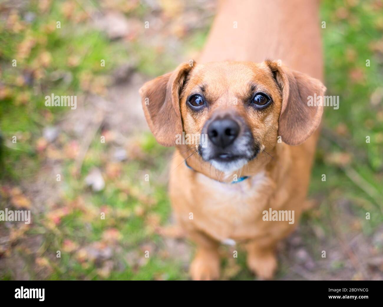Ein süßer roter Dackel-Mischlingshund schaut auf die Kamera Stockfoto