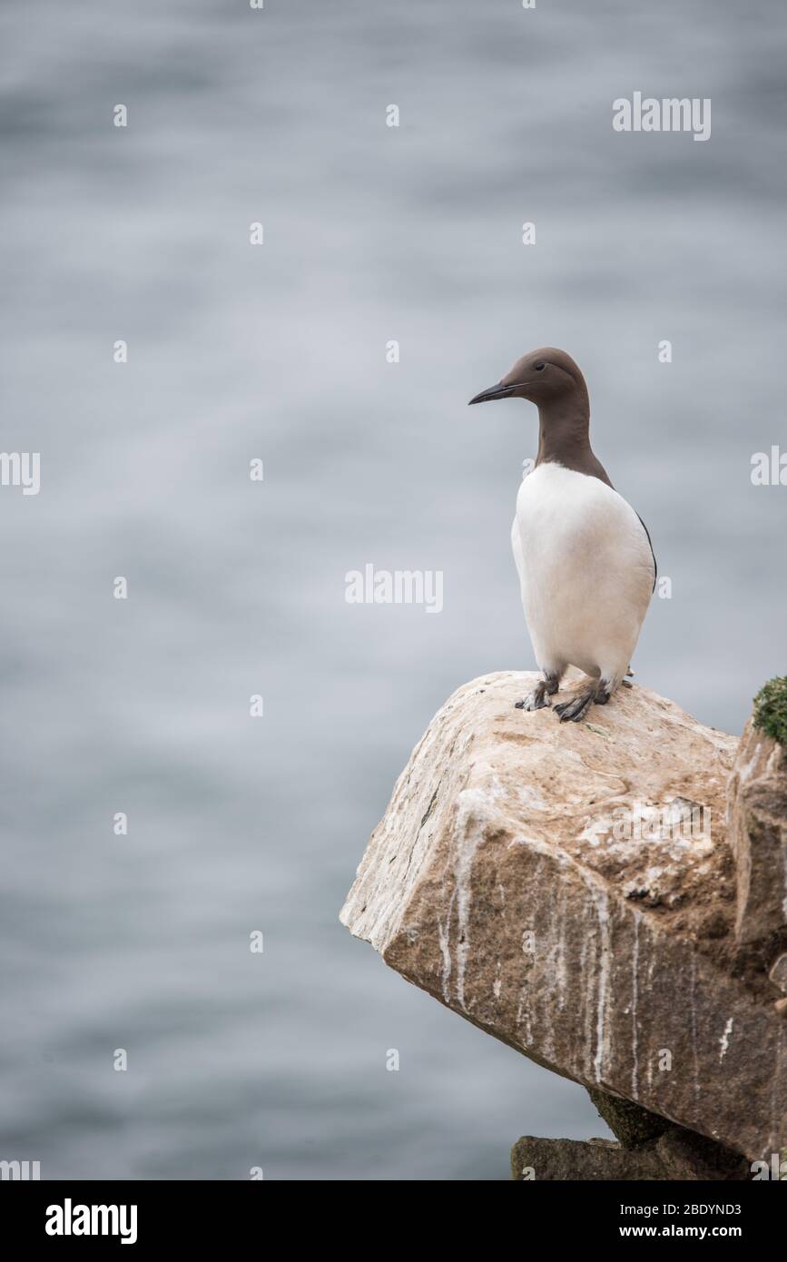 Salty Island - Tiere Stockfoto