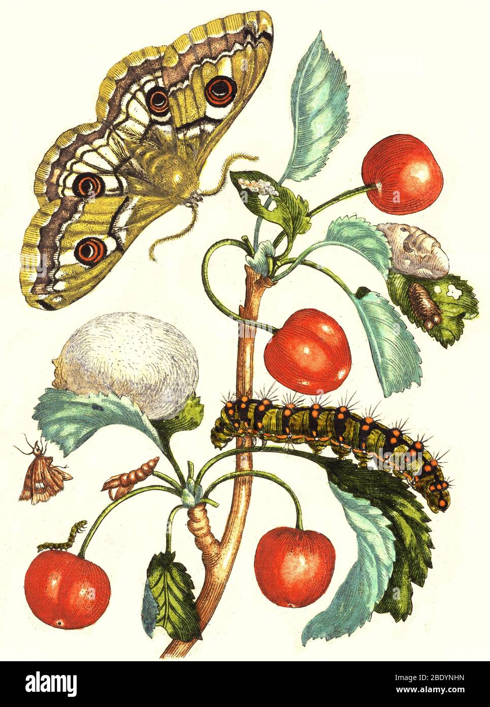 Kaiser Moth Metamorphose und Kirschen, 1705 Stockfoto