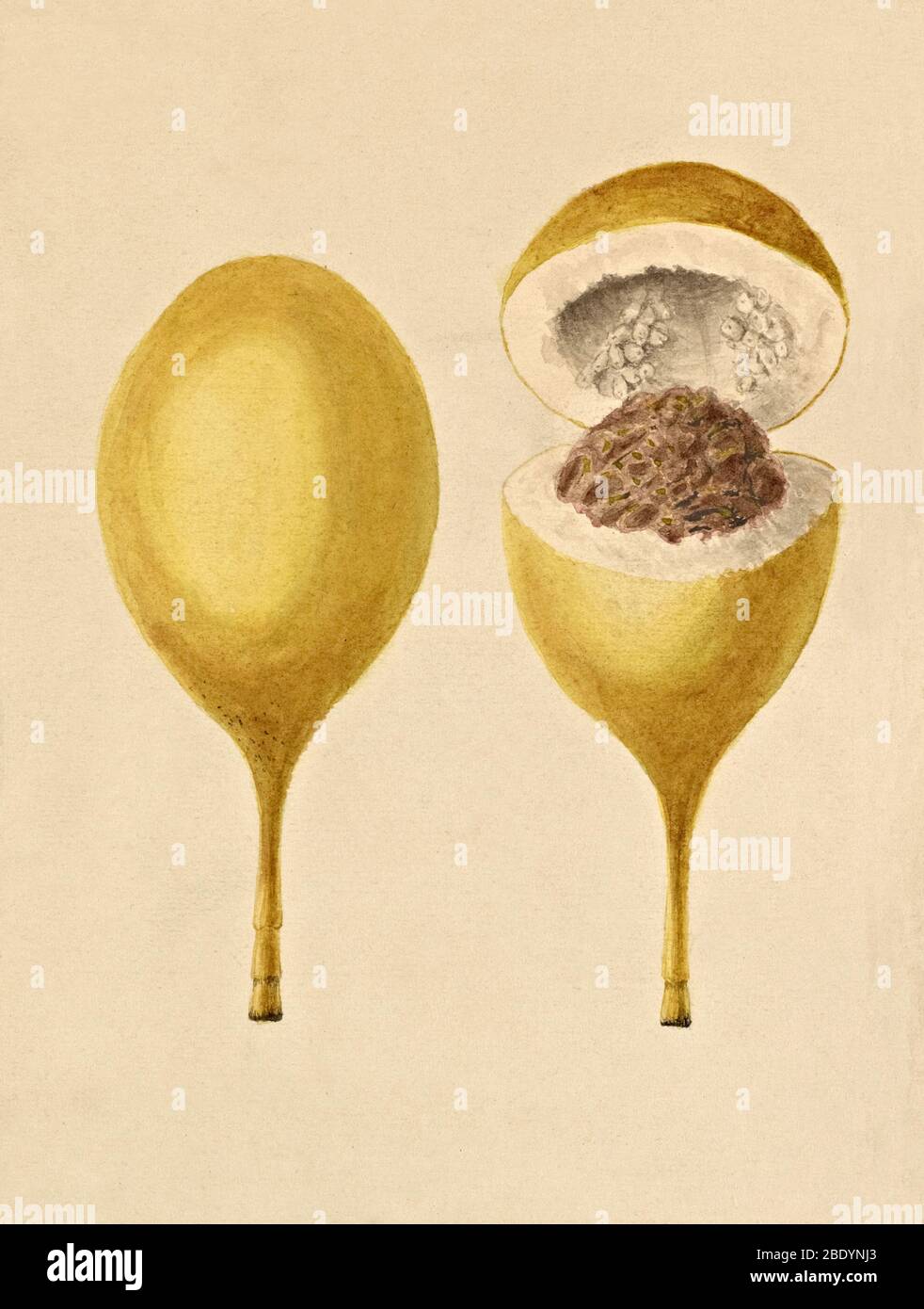 Chinesischer Granatapfel, Illustration des 19. Jahrhunderts Stockfoto