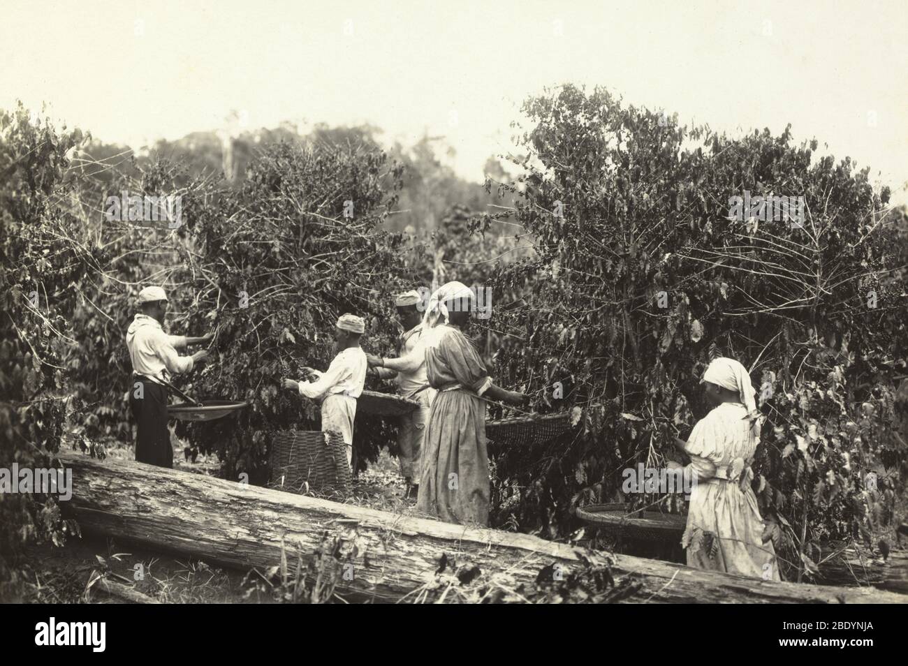 Sklaven, Die Kaffeebohnen Pflücken, Brasilien, 1885 Stockfoto